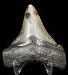 Bargain Angustidens Tooth - Megalodon Ancestor #45819-2